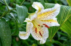 Nahaufnahme einer Lilienpflanze – giftige Pflanzen – Haustiere