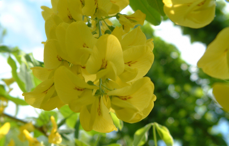 toxic-plant-pets-Goldregen (Laburnum spp.)