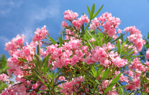 Nerium-Oleander-Giftige Pflanzen-Haustiere