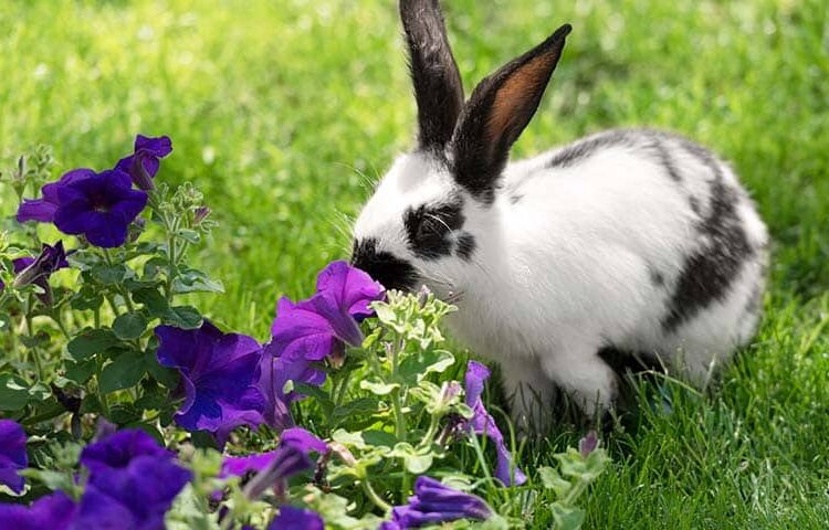 White-black-rabbit-sniffs-toxic-plant-garden-e1742382760769