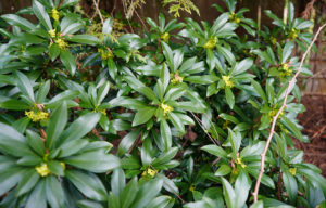 toxic-plants-pets-Seidelbast (Daphne laureola)