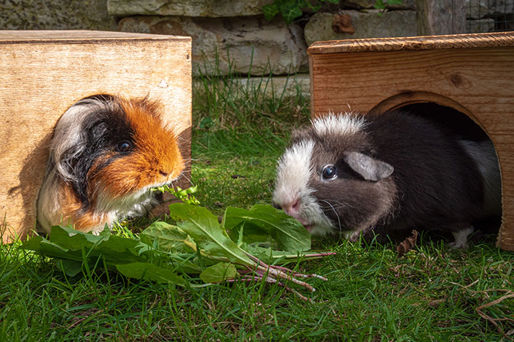 Two guinea pigs eating fresh leafy greens on grass outside wooden shelters.