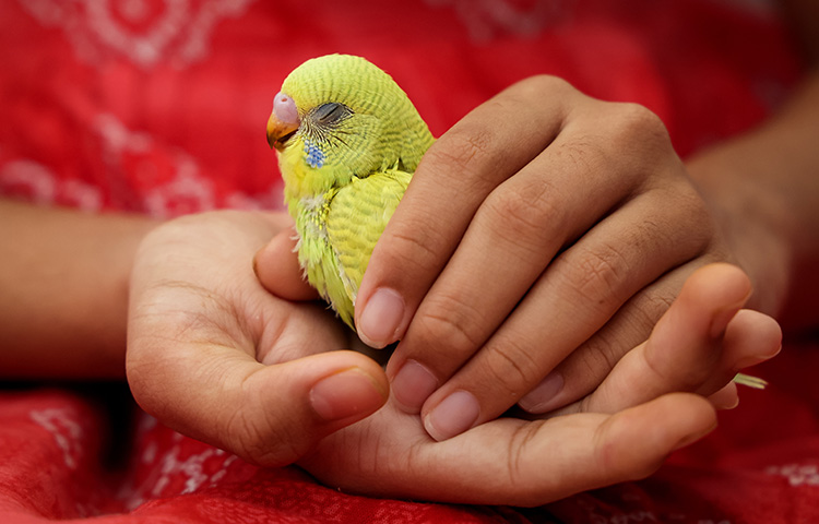 Yellow budgie, eyes closed in girl's hands